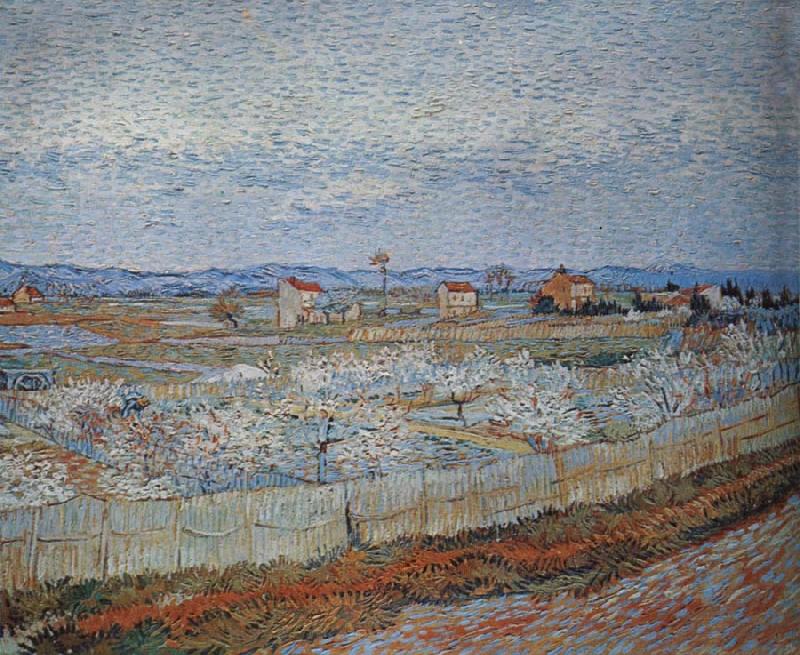 Vincent Van Gogh Peach trees in blossom France oil painting art